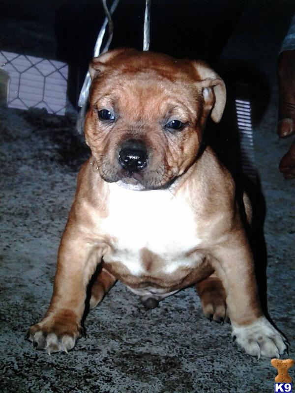 american pit bull puppy posted by Babygirl1215