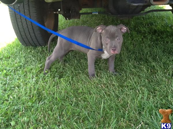 american pit bull puppy posted by Babygirl1215