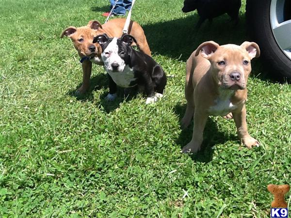 american pit bull puppy posted by Babygirl1215