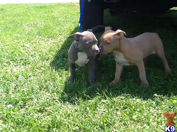 american pit bull puppy posted by Babygirl1215