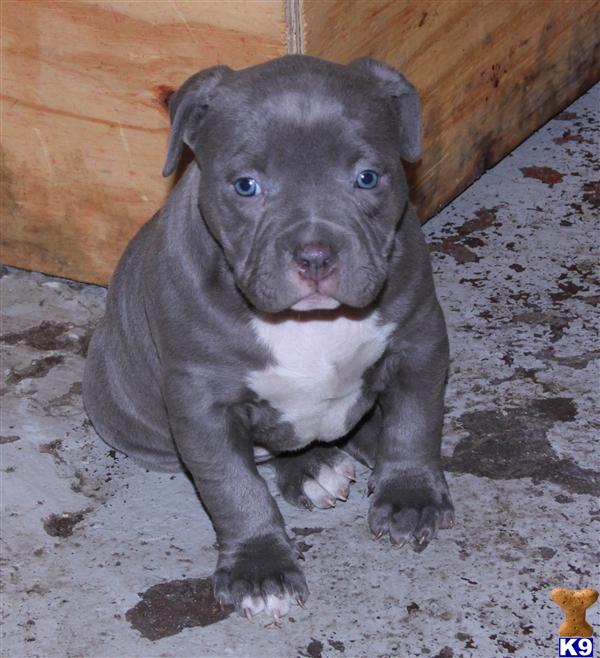 american pit bull puppy posted by Babygirl1215