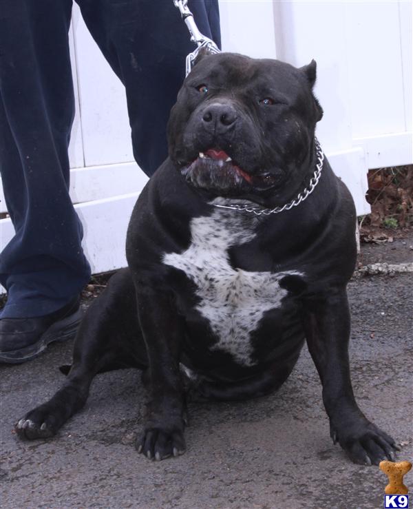 american pit bull puppy posted by Babygirl1215
