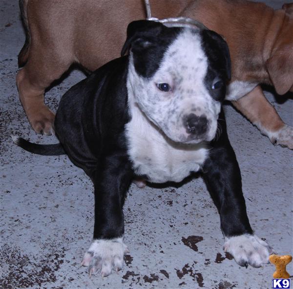 pitbull puppies for sale nj american pit bull puppies for sale in new jersey pitbull puppies for sale nj american pit bull puppies for sale in new jersey