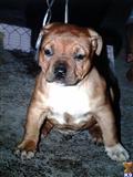 american pit bull puppy posted by Babygirl1215