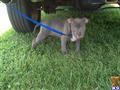american pit bull puppy posted by Babygirl1215