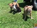 american pit bull puppy posted by Babygirl1215