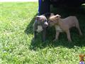 american pit bull puppy posted by Babygirl1215