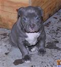 american pit bull puppy posted by Babygirl1215