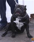 american pit bull puppy posted by Babygirl1215