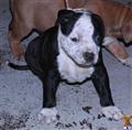 american pit bull puppy posted by Babygirl1215