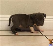 american pit bull puppy posted by Baddestbullys