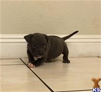 american pit bull puppy posted by Baddestbullys