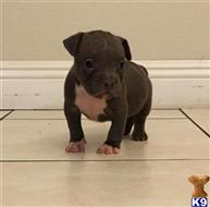 american pit bull puppy posted by Baddestbullys