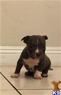 american pit bull puppy posted by Baddestbullys