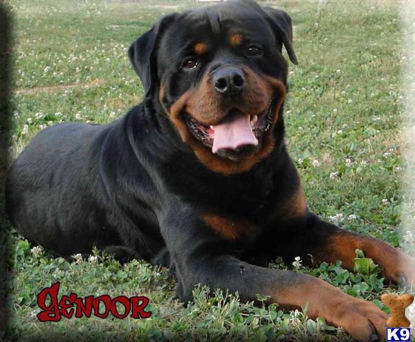 rottweiler service dogs for sale rottweiler puppy for sale akc rottweiler 6 years rottweiler service dogs for sale rottweiler puppy for sale akc rottweiler 6 years