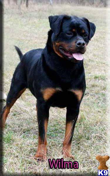 rottweiler puppy posted by BallardhausRottweilers