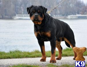 rottweiler puppy posted by BallardhausRottweilers