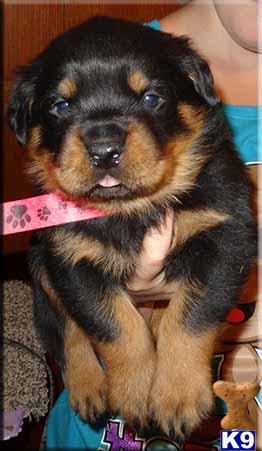 rottweiler puppy posted by BallardhausRottweilers