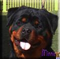 rottweiler puppy posted by BallardhausRottweilers