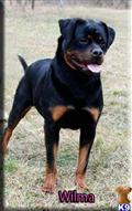 rottweiler puppy posted by BallardhausRottweilers