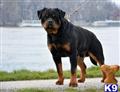 rottweiler puppy posted by BallardhausRottweilers