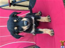 belgian malinois puppy posted by Ballingbulldogs