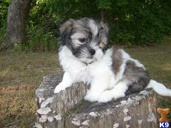 shih tzu non shedding shih tzu puppy for sale non shedding shih tzu maltese 6 years shih tzu non shedding shih tzu puppy for sale non shedding shih tzu maltese 6 years