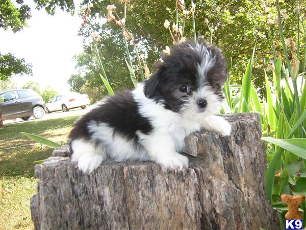 shih tzu non shedding shih tzu puppy for sale bandit non shedding shih tzu maltese 5 years shih tzu non shedding shih tzu puppy for sale bandit non shedding shih tzu maltese 5 years