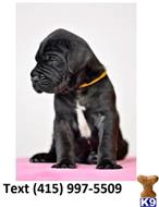 great dane puppy posted by Baltigreatdane1