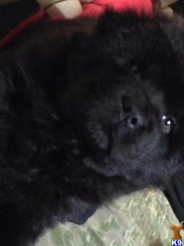 chow golden retriever mix for sale chow chow puppy for sale chow chow golden retriever mix puppy 3 years chow golden retriever mix for sale chow chow puppy for sale chow chow golden retriever mix puppy 3 years