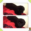 chow chow puppy posted by BamMiller22