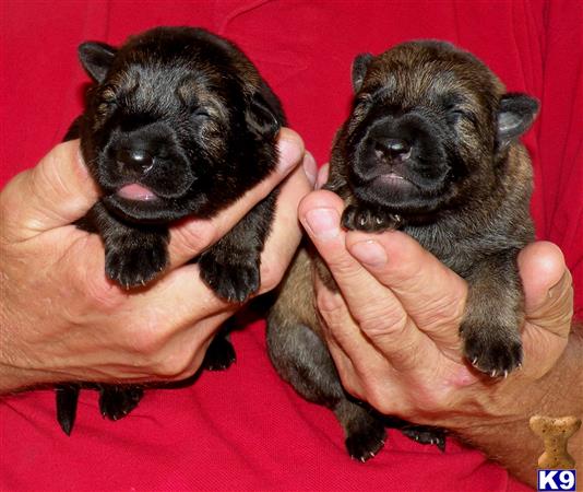 german shepherd puppy posted by Bandersen