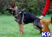 german shepherd puppy posted by Bandersen
