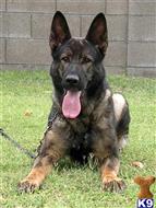 german shepherd puppy posted by Bandersen