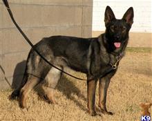 german shepherd puppy posted by Bandersen