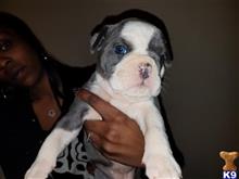 old english bulldog puppy posted by Bankia
