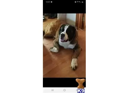 Tank available Saint Bernard puppy located in BERKSHIRE