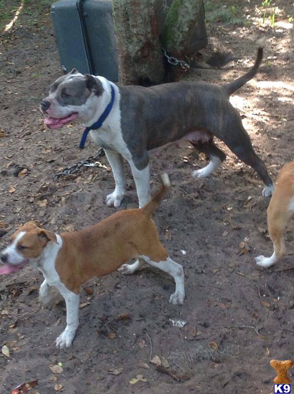american pit bull puppy posted by BeachsideBullies