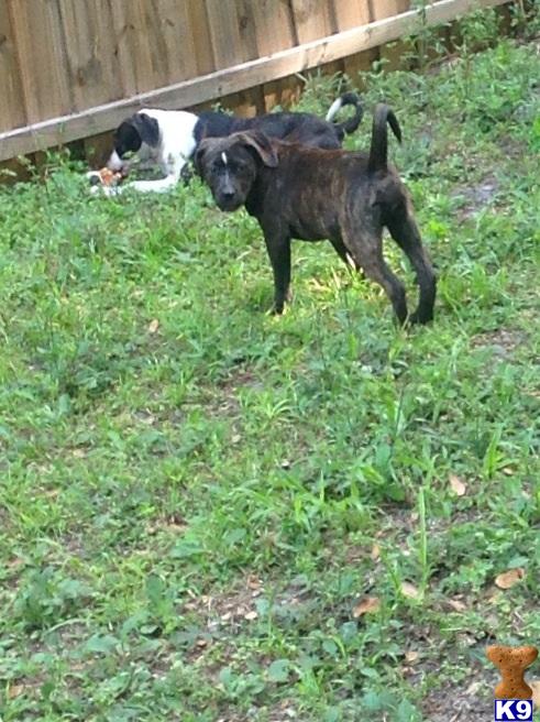 american pit bull puppy posted by BeachsideBullies