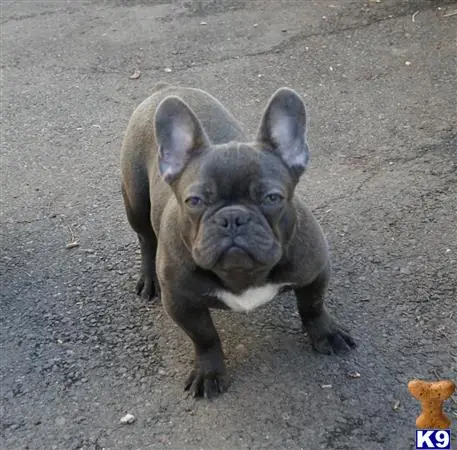 Beansthechocolatefrenchie Picture 2