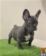 french bulldog puppy posted by Beansthechocolatefrenchie