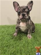 french bulldog puppy posted by Beansthechocolatefrenchie