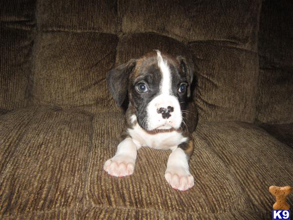 boxer puppies kentucky beautiful boxers of kentucky breeds picture boxer puppies kentucky beautiful boxers of kentucky breeds picture