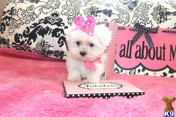 maltese puppy posted by BeautifulPuppies