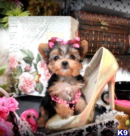 yorkshire terrier puppy posted by BeautifulPuppies