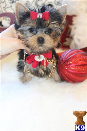 yorkshire terrier puppy posted by BeautifulPuppies