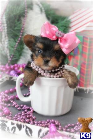 yorkshire terrier puppy posted by BeautifulPuppies