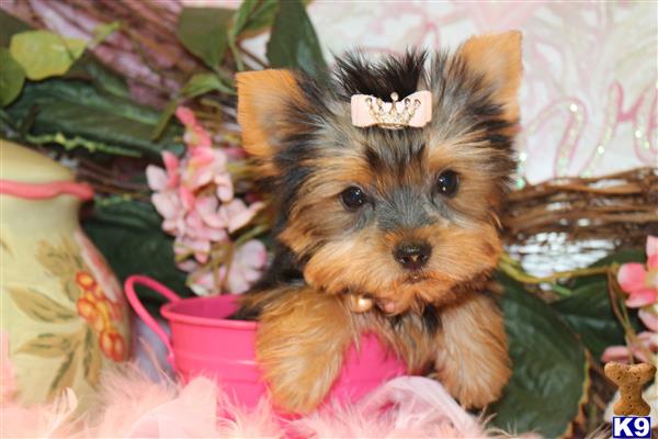 yorkshire terrier puppy posted by BeautifulPuppies