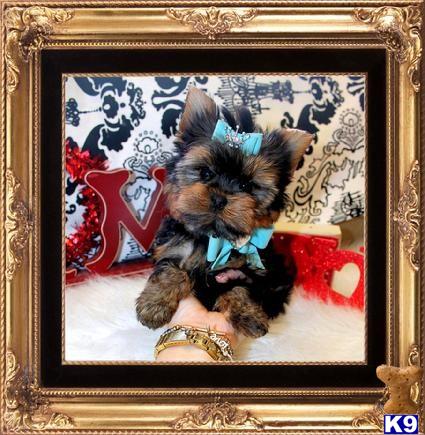 yorkshire terrier puppy posted by BeautifulPuppies