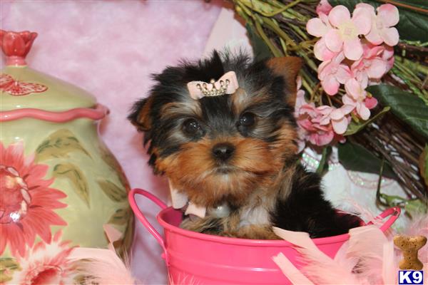 yorkshire terrier puppy posted by BeautifulPuppies